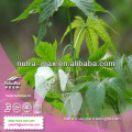 Factory Direct Supply Natural Sweetener Sweet Tea Leaf Extract 70% Rubusoside/40%, 50% Polyphenols UV